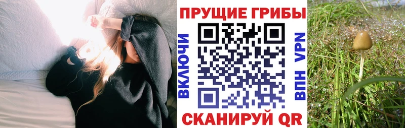 Псилоцибиновые грибы Cubensis  наркошоп  Сасово 
